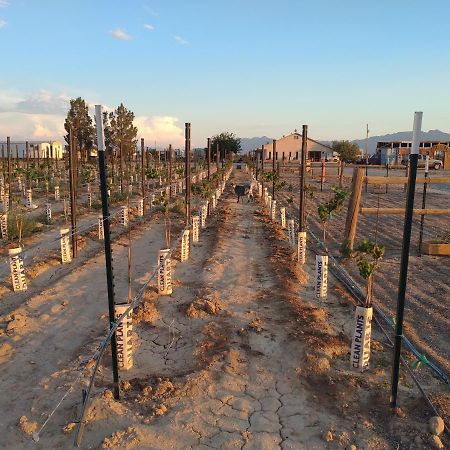 Black Star Ranch Vineyard Pahrump Dış mekan fotoğraf